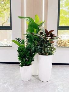 宁波江北植物租摆服务好